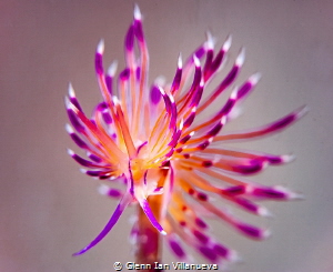 This is a photo of a nudibranch, Flabellina Rubrolineata.... by Glenn Ian Villanueva 